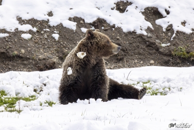 Grizzly Quill G288 YNP May 2025